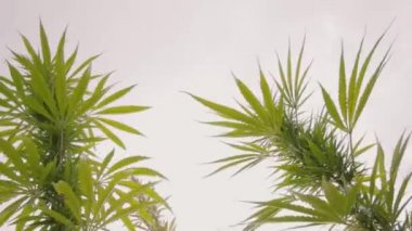 Marihuana tarlada