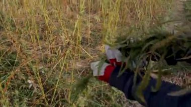 Marihuana tarlada