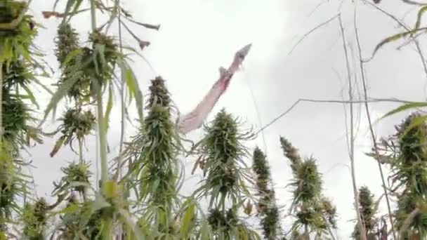 Marihuana Campo — Vídeos de Stock