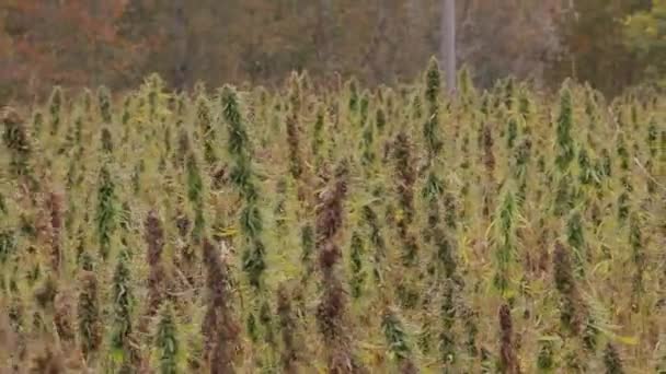 田里的大麻 — 图库视频影像