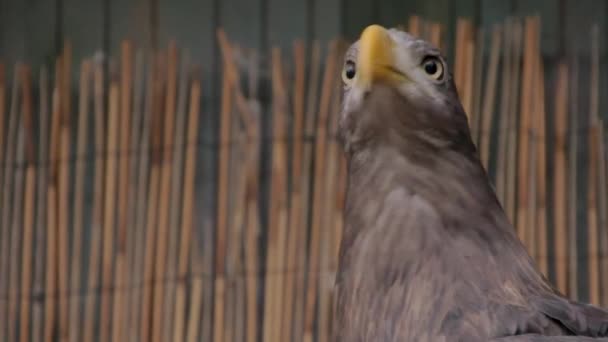 笼中的白尾鹰 — 图库视频影像