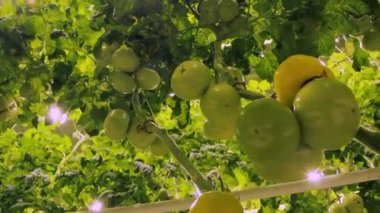 Domates yetiştiren hidroponik sera