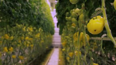 Domates yetiştiren hidroponik sera