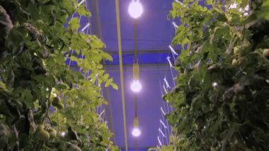 Domates yetiştiren hidroponik sera