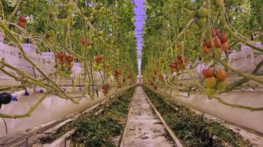 Domates yetiştiren hidroponik sera