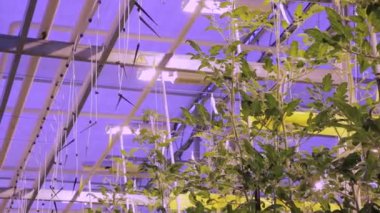 Domates yetiştiren hidroponik sera