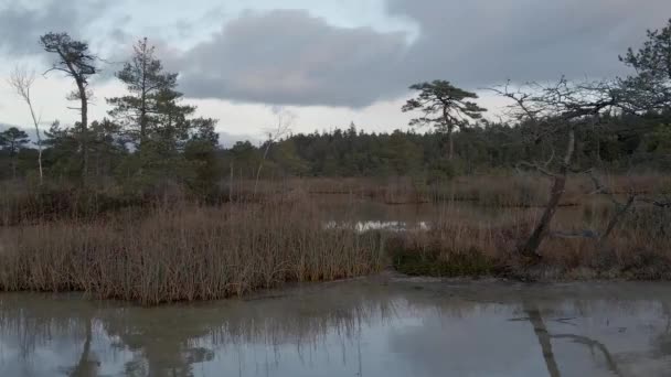 Misterioso Pantano Otoño Vista Del Dron — Vídeos de Stock