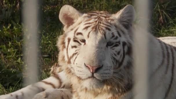 Tigre Branco Uma Gaiola Zoológico — Vídeo de Stock