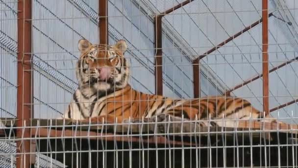 Тигр Клетке Зоопарка — стоковое видео