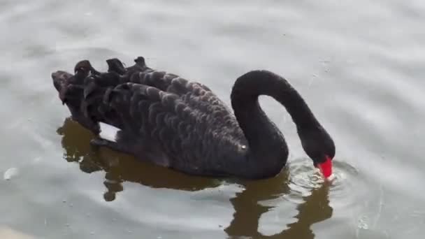 Cisne Negro Flotando Agua — Vídeos de Stock