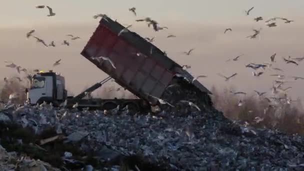 Zeemeeuwen Vliegen Stapels Afval — Stockvideo