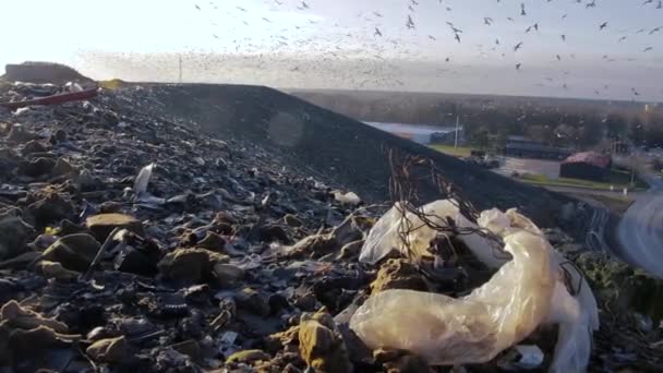 Las Gaviotas Vuelan Sobre Montones Basura — Vídeos de Stock