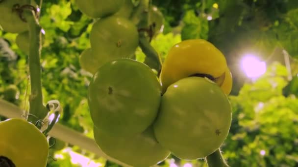 Tomates Com Efeito Estufa Hidropônicos — Vídeo de Stock