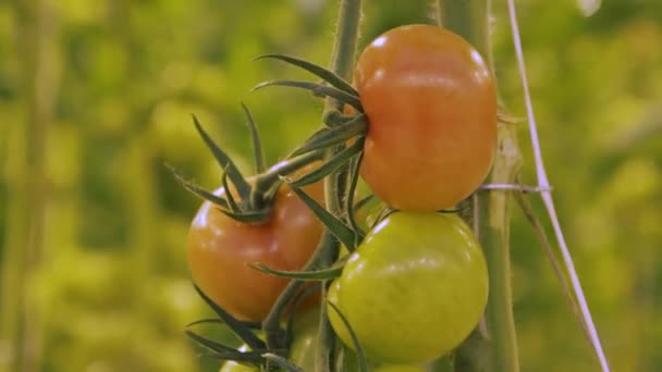 Hidroponikus Üvegházhatást Okozó Paradicsomtermesztés — Stock videók