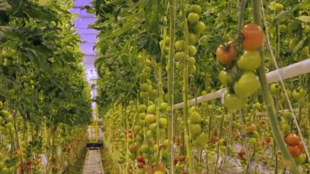水耕栽培のトマトは — ストック動画