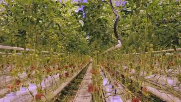 Vesiviljelykasvihuone Tomaattien Viljely — kuvapankkivideo
