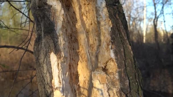 Лісоруби Роблять Дірки Старому Дереві — стокове відео