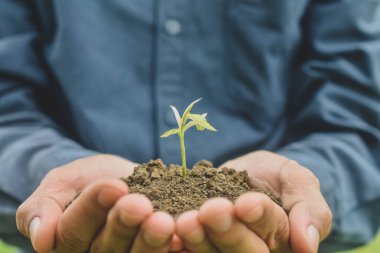 Close up hand holding tree growth soft focus,nature, hand, leaf, spring, tree, development, seed, leaves., dirt, natural, organic, green, environmental, new, life, soil, fresh, holding, agriculture