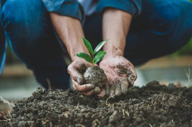 Close up hand  planting tree growth seeding