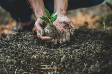 Close up hand  planting tree growth seeding