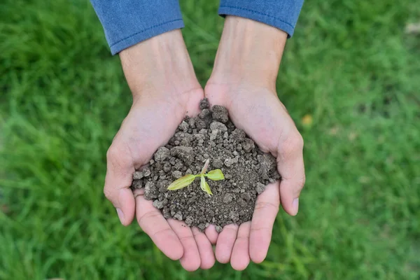 Close up hand holding tree growth soft focus,nature, hand, leaf, spring, tree, development, seed, leaves., dirt, natural, organic, green, environmental, new, life, soil, fresh, holding, agriculture