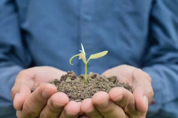 Close up hand holding tree growth soft focus,nature, hand, leaf, spring, tree, development, seed, leaves., dirt, natural, organic, green, environmental, new, life, soil, fresh, holding, agriculture