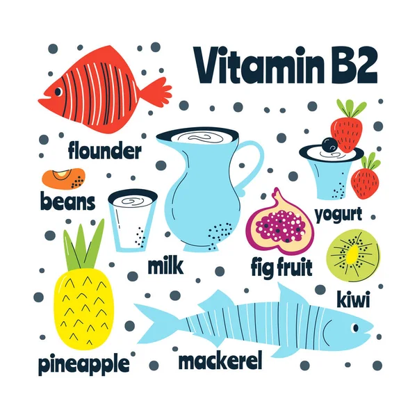 Las principales fuentes alimentarias de vitamina B2. Concepto de comida saludable. — Vector de stock