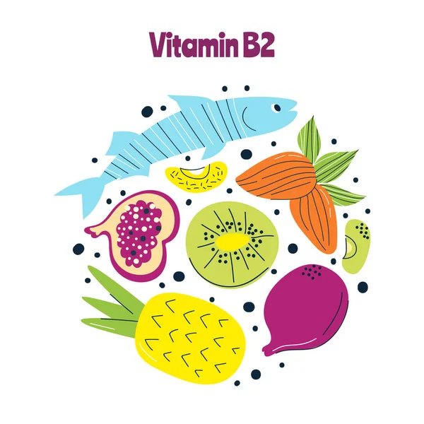B2 vitamini ana besin kaynakları lahana, balık, fındık. El çizimi bir vektör illüstrasyonu. Farmakolojik ya da tıbbi afiş, broşür, afiş için mükemmel..