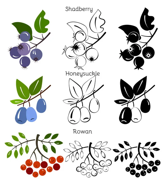 Vektör ayarla Hanımeli, shadberry, rowan