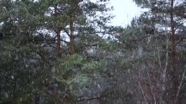 Ormanın önünde kar taneleriyle kar yağıyor.