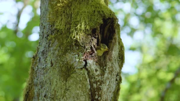 Eurasian Blue Tit Cyanistes Caeruleus Feeding Chicks Tree Grove Nest — Video Stock