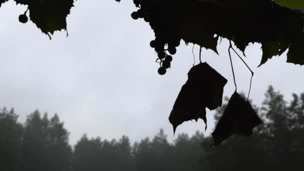 Silhouette Hanging Grape Twig Grape Bunch Began Fade Leaves Front — Stock Video