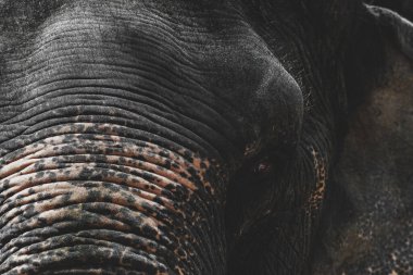 Sumatra fil kafasının yakın plan portresi. Pembe noktalı, göz ve kulaklı. Fil sandığı kameraya odaklandı.