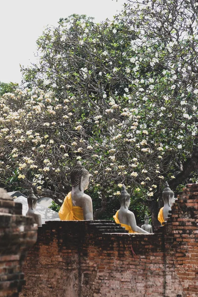 多云的天里 在泰国寺庙里 有黄巾的老佛像和白花背景的树上红砖墙 树成了摄像头的焦点 — 图库照片
