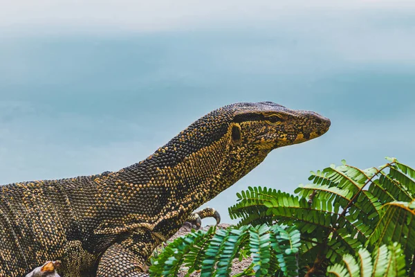 Nahaufnahme Und Scharfer Blick Auf Die Asiatische Wassereidechse Die Bei — Stockfoto