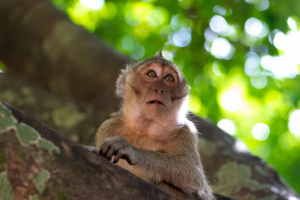 Portrait Sitting Monkey Tree Greenery Background Shade Thailand Tropical Forest — Stock Photo, Image