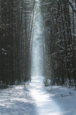 Gizemli ve karanlık çam ağacı ormanı. Kış boyunca güneşin aydınlattığı yol.