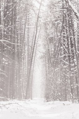 Kış boyunca sis ve sisle kaplı yolu olan gizemli ve korkutucu çam ağacı ormanı.