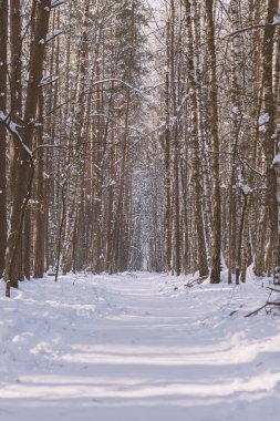 Kış boyunca patikası olan çam ve huş ağaçları. Tahıllı görüntü. Klasik ton filtresi renk biçimi