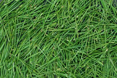 Bir sürü taze yeşil çam ağacı iğnesi kopyalanmış arkaplandan kopyalanmış