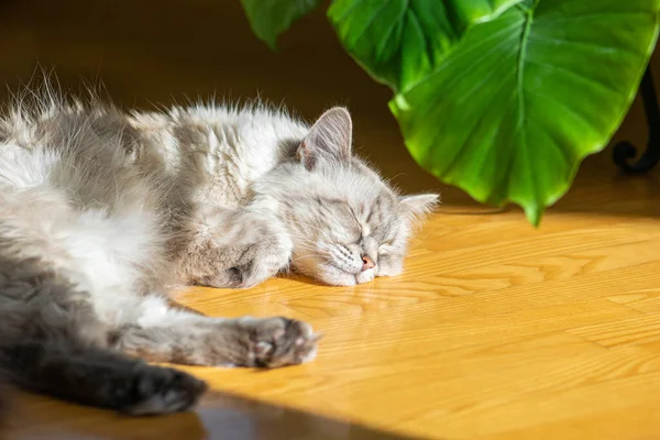 Sibiryalı Neva Maskeli Kedi yeşil bitkinin yanındaki parke zemininde uyuyor ve güneş ışınlarının keyfini çıkarıyor. Kedi burnu kameraya odaklandı.