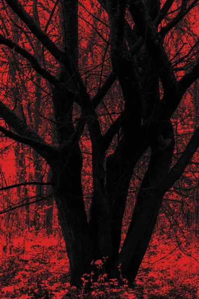 Concepto Fondo Horror Silueta Árbol Negro Fondo Bosque Rojo Estilo — Foto de Stock