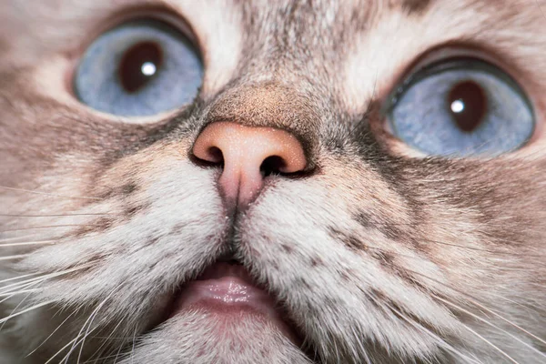 Gato Siberiano Neva Masquerade Con Ojos Azules Retrato Cerca Enfoque —  Fotos de Stock