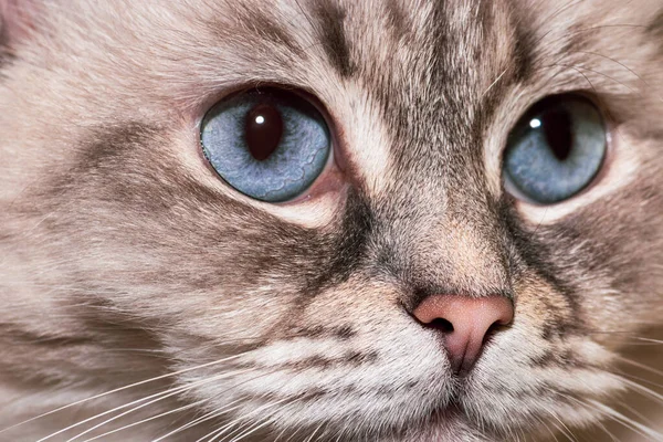 Gato Siberiano Neva Masquerade Con Ojos Azules Retrato Cerca Enfoque —  Fotos de Stock