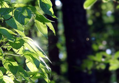 yaprak yeşil arka plan