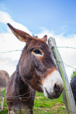 Tellerin arkasında kahverengi eşek var. Meraklı pofuduk eşek kameraya bakıyor. Kırsal alan. Evcil hayvanlar. Çiftlik hayvanları konsepti. Güzel eşek portresi. Taşra konsepti. Çiftlikteki sevimli katır..