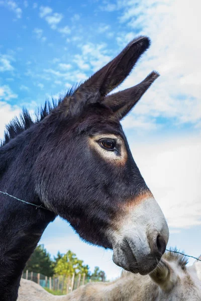 Burro Negro Detrás Cerca Alambre Burro Curioso Mirando Cámara Escena — Foto de Stock