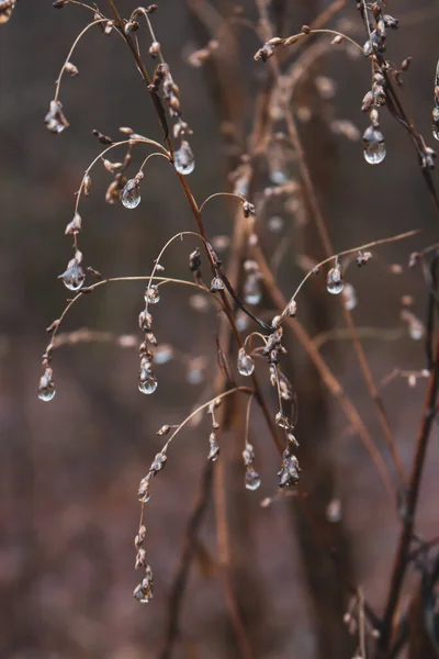 Sucha Trawa Kroplami Deszczu Bliska Jesienna Przyroda Blisko Krople Wody — Zdjęcie stockowe