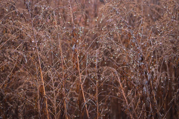 Trockenes Gras Mit Regentropfen Aus Nächster Nähe Herbstliche Natur Hautnah — Stockfoto