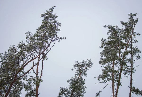 Gri Gökyüzüne Karşı Çam Ağaçları Gökyüzündeki Kardaki Ladin Ağaçları Kış — Stok fotoğraf